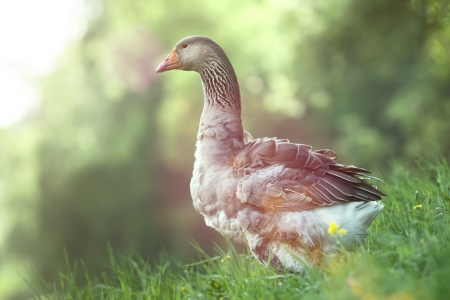 wild goose in the forest, stand on a grass  green background with bright yellow bokehの写真素材