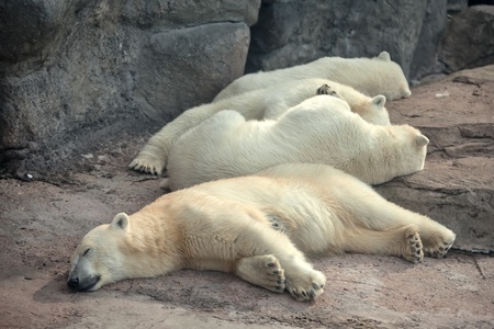 Four polar bears sleep on the groundの写真素材