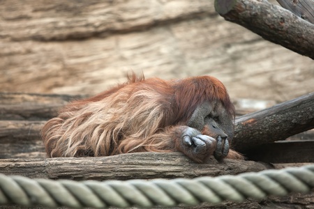 the orangutan lies on a wooden logの写真素材