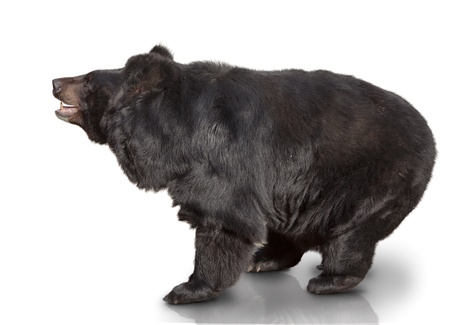 big brown bear. show side. over white baclgroundの写真素材