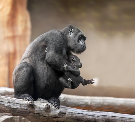 big black gorilla and her babyの写真素材