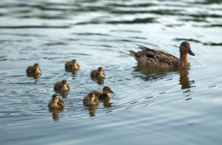 mother-duck and ducklings float in the lake の写真素材