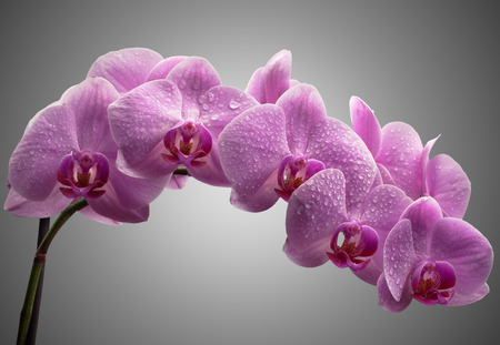 bouquet of magenta orchids with water drops on leaves. over gray backgroundの写真素材