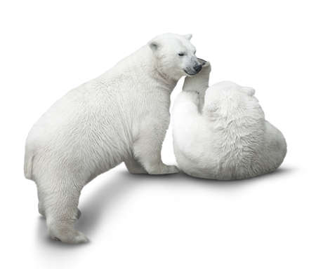 two polar bear cubs fight. isolated on whiteの写真素材