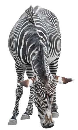 Zebra isolated on white backgroundの写真素材