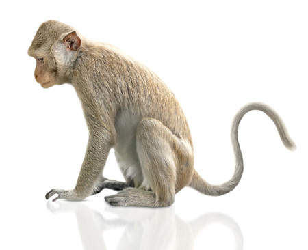  monkey sit の写真素材