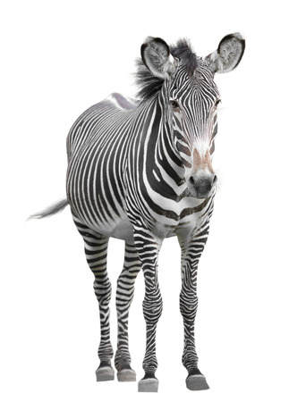 one zebra の写真素材