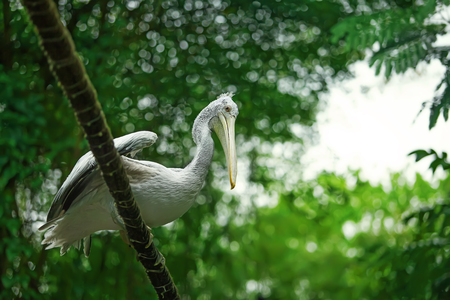 the big white pelican sits on a rope in the jungleの写真素材