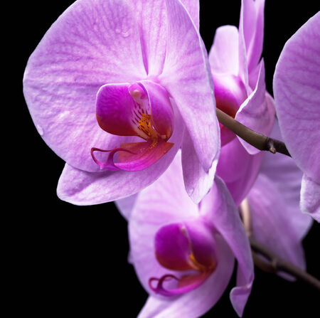 bouquet of magenta orchids is isolated on black background の写真素材