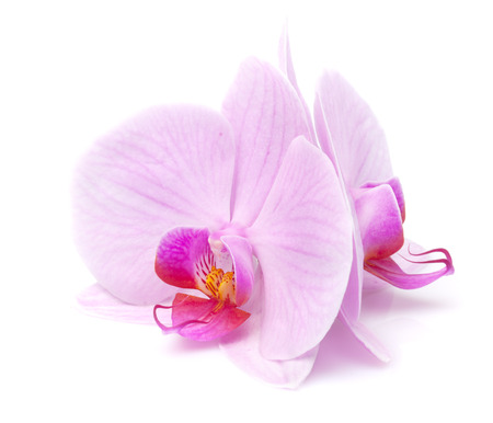 magenta orchid is isolated on white backgroundの写真素材