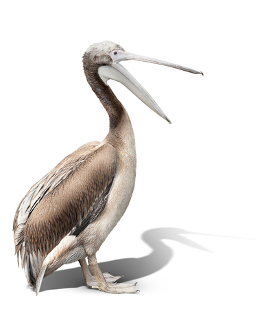 baby bird of a pelican isolated on white. の写真素材