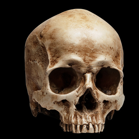 skull without jaw. isolated on black background, with shadowの写真素材