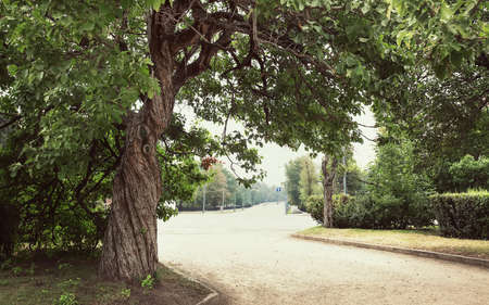 landscape, oak and other trees beside the roadの写真素材