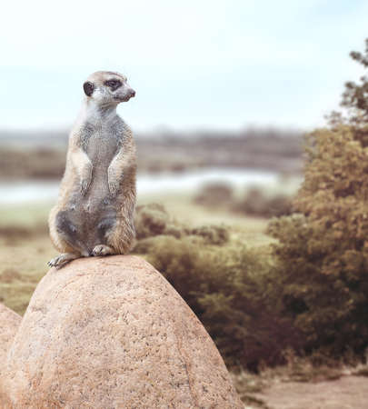 one cute little meerkat sits on a stone and looks at the back.の写真素材