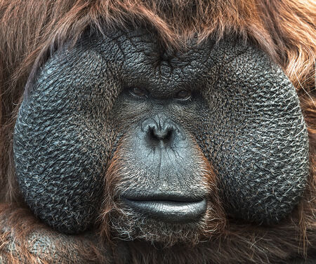 Portrait of Orangutan. Close-up face.