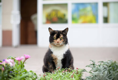 the big black cat in orange spots sits with flowersの写真素材