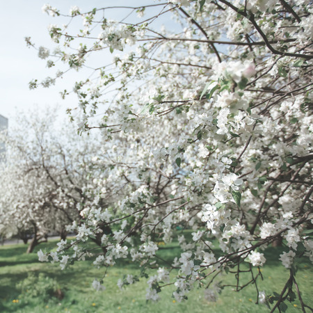the building in an apple-trees garden. white flowers, spring.の写真素材