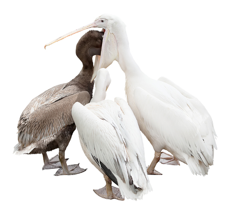 three pelicans are isolated on a white background. adult feeding babyの写真素材