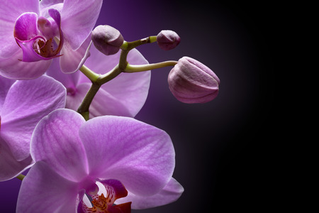 magenta orchid on black backgroundの写真素材