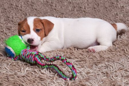 the puppy Jack Russell goes on carpet, plays ballの写真素材