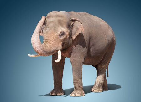 big elephant standing on a bluee background.の写真素材
