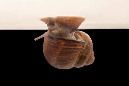One big snail isolated on black