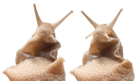 two close portrait big snail isolated on whiteの写真素材