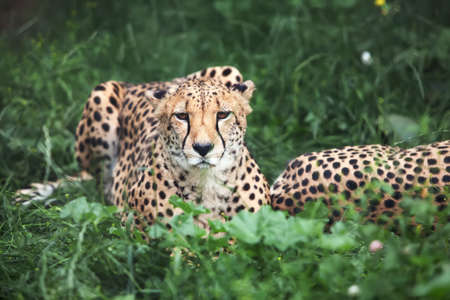 cheetah lies on green grassの写真素材
