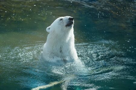 polar bear swimming in the pondの写真素材