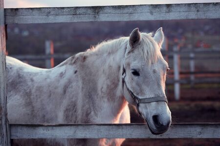 white horse stands in the corral. evening. sunset.の写真素材
