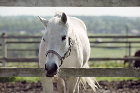 beautiful white horse standing behind a wooden fence