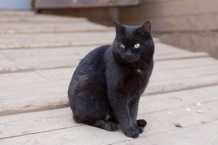 black cat sitting on the streetの写真素材