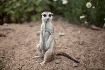one cute little meerkat sits on a stone and looks at the back.の写真素材