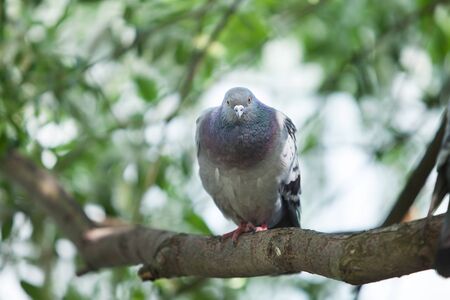 gray pigeon sitting on a tree branchの写真素材