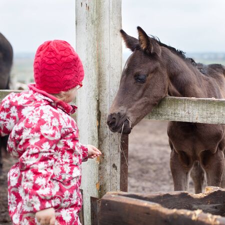 little girl feeding a foal in the villageの写真素材