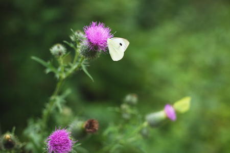 beautiful butterfly lemon lime sits on a flower thistle in the forestの写真素材