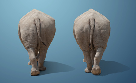 the big wild rhinoceros is coming. set of two animals. on a blue backgroundの写真素材