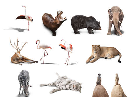 big set of wild animals isolated on white backgroundの写真素材