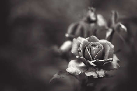 delicate flowering shrub with roses and wild roseの写真素材