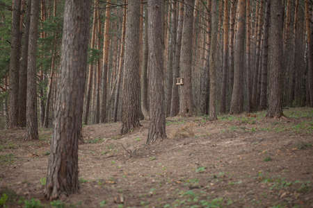 background of a coniferous forest. long trunks of treesの写真素材