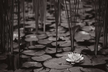 pond with lilies and water lilies. beautiful soft backgroundの写真素材
