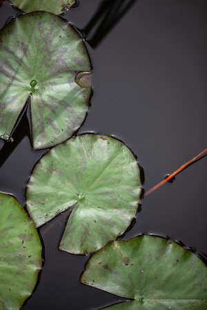 beautiful background. lily pond and leavesの写真素材