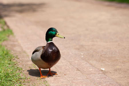 one beautiful duck walks in the parkの写真素材