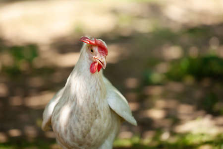 a white hen is walking along the green grass
