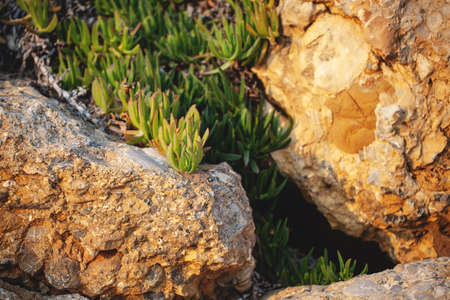 carpobrotus acinaciformis grows on stones, contrast and beauty.