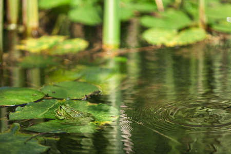 a frog sits on the leaves of a water lily in a Japanese gardenの写真素材