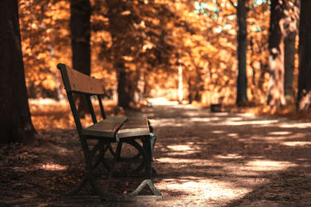 bench in the forest. autumn leaves on the branches of trees. warm light.の写真素材