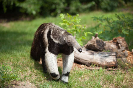 anteater went for a walk on a bright sunny day, wild life, a rare animalの写真素材