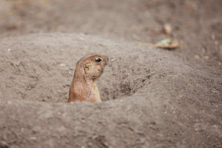 funny prairie dog went out for a walk, the wild life of the fauna of North Americaの写真素材