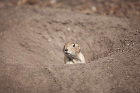 funny prairie dog went out for a walk, the wild life of the fauna of North Americaの写真素材